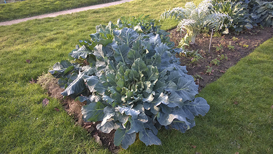 Broccoli greens at the Jardin des Plantes